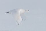 Moerassneeuwhoen - Willow Ptarmigan - Lagopus lagopus