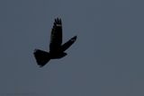 Nachtzwaluw - European Nightjar - Caprimulgus europaeus