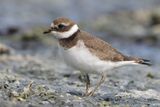 Bontbekplevier - Common Ringed Plover - Charadrius hiaticula