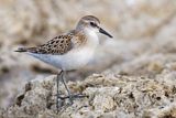 Kleine Strandloper - Little Stint - Calidris minuta