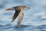 Tureluur - Common Redshank - Tringa totanus