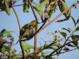Barrett_DSCN2914_Warbling White-Eye.JPG