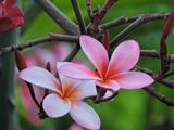 Barrett_DSCN2926_Plumeria.JPG
