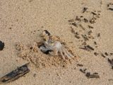 Barrett_DSCN3010_Pallid Ghost Crab.JPG