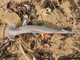 Barrett_DSCN3103_Scalloped Hammerhead Shark.JPG
