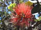 Barrett_DSCN3686_Ohia Lehua.JPG