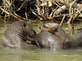 Barrett_DSCN4460_Giant Otters.JPG