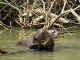 Barrett_DSCN4471_Giant Otters.JPG