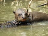 Barrett_DSCN4475_Giant Otter young.JPG