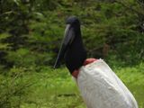 Barrett_DSCN4483_Jabiru.JPG