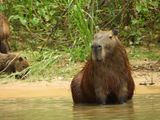 Barrett_DSCN4493_Capybaras.JPG