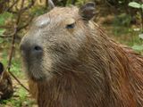Barrett_DSCN4503_Capybara.JPG