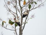 Barrett_DSCN4511_King Vultures.JPG