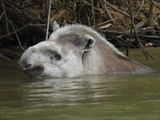 Barrett_DSCN4555_South American Tapir.JPG
