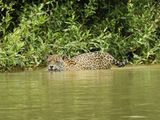 Barrett_DSCN4584_Jaguar.JPG