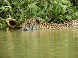 Barrett_DSCN4592_Jaguar.JPG