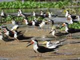 Barrett_DSCN4597_Black Skimmers and Large-billed Tern.JPG