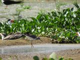 Barrett_DSCN4603_Greater Yellowlegs.JPG
