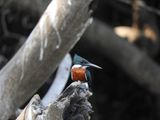 Barrett_DSCN4641_Green Kingfisher.JPG