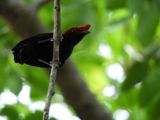 Barrett_DSCN4657_Helmeted Manakin.JPG