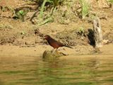Barrett_DSCN4660_Silver-beaked Tanager female.JPG