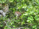 Barrett_DSCN4667_Boat-billed Heron.JPG