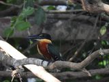 Barrett_DSCN4678_Green-and-rufous Kingfisher.JPG
