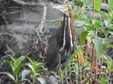 Barrett_DSCN4722_Rufescent Tiger-Heron.JPG
