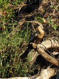 Barrett_DSCN4764_Anhinga.JPG