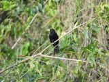 Barrett_DSCN4797_Solitary Black Cacique.JPG