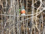 Barrett_DSCN4813_Green Kingfisher.JPG