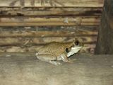 Barrett_DSCN4900_tree frog.JPG