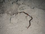 Barrett_DSCN5537_Argentinean Coralsnake.JPG