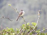 Barrett_DSCN5820_Short-crested Flycatcher.JPG