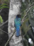 Barrett_DSCN6078_Surcua Trogon.JPG