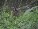 Barrett_DSCN6128_Dusky-legged Guan_chicks.JPG