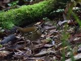 Barrett_DSCN6179_Rufous-tailed Antthrush.JPG