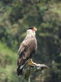 Barrett_DSCN6195_Crested Caracara.JPG