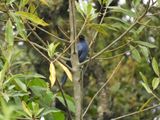 Barrett_DSCN6223_Diademed Tanager.JPG