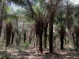IMG_5519_Acuri Palm trees.JPG