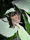 IMG_5573_Giant Water Bug sp.JPG