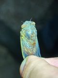 IMG_5597_Cicada sp.JPG