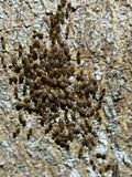 IMG_5604_termite sp.JPG