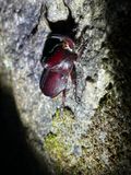 IMG_6021_Rhinoceros Beetle_Enema pan.JPG
