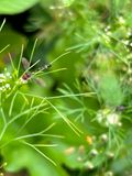 IMG_6114_Victoriana fly sp.JPG