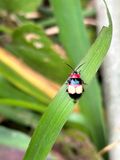 IMG_6123_Alagoasa blanda beetle.JPG