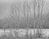 Morning Frost
