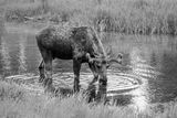 Grand Teton National Park Moose