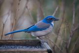 Scrub Jay (Aphelocoma California)