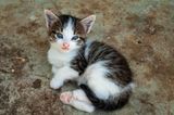 New Kitten